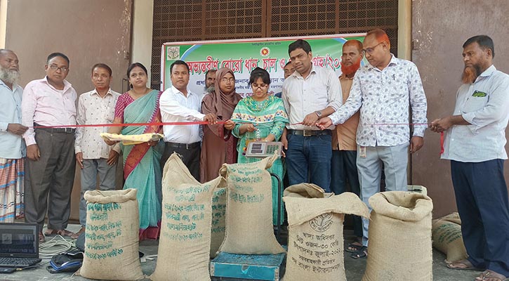 লালমনিরহাটে ধান-চাল কেনা শুরু, লক্ষ্যমাত্রা ১৭ হাজার টন